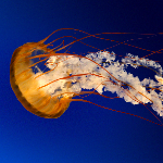 ハースストーン お安め トラップハンター Dekki